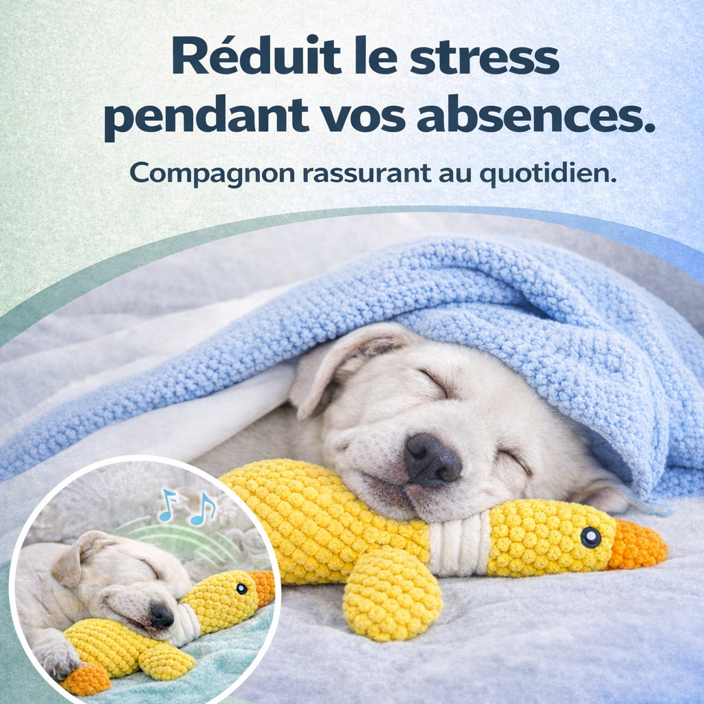 PawZen™ – Transformez les absences en moments apaisés.